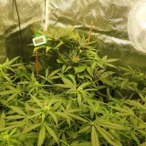 IMG_20200806_185701_431