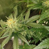 IMG_20200806_181624_305