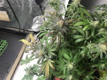 F721EE2C-C0E8-4DE9-B51E-AD0772456D25