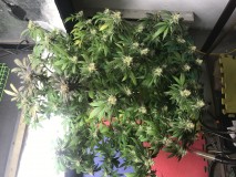 B1146D06-DE2C-47C3-86DD-8E94BAF21573