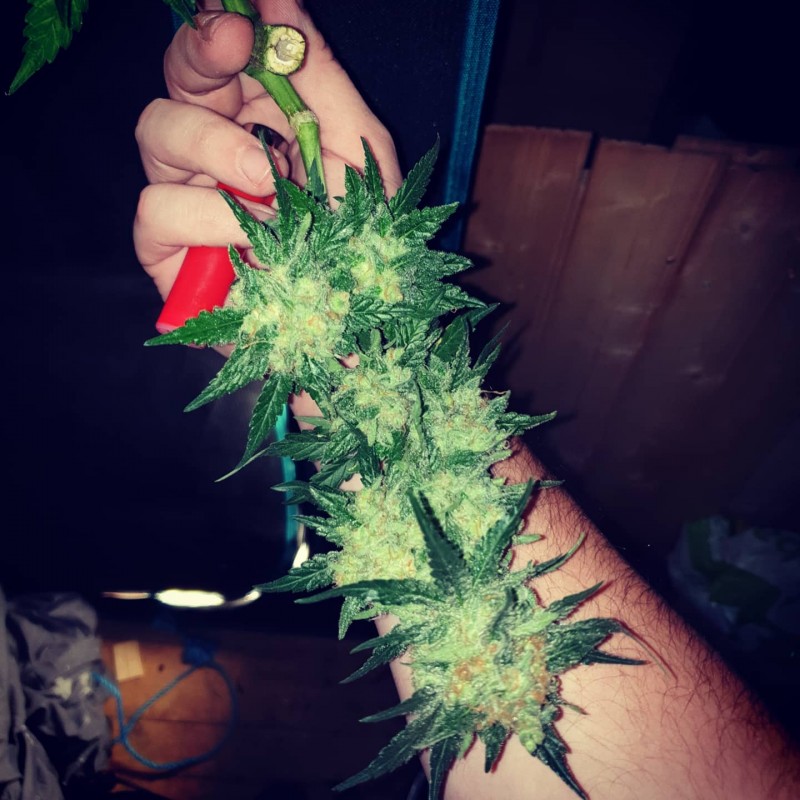 IMG_20200808_133535_958