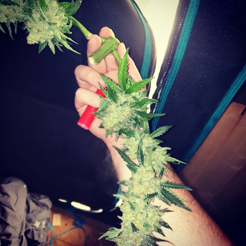 IMG_20200808_133535_951