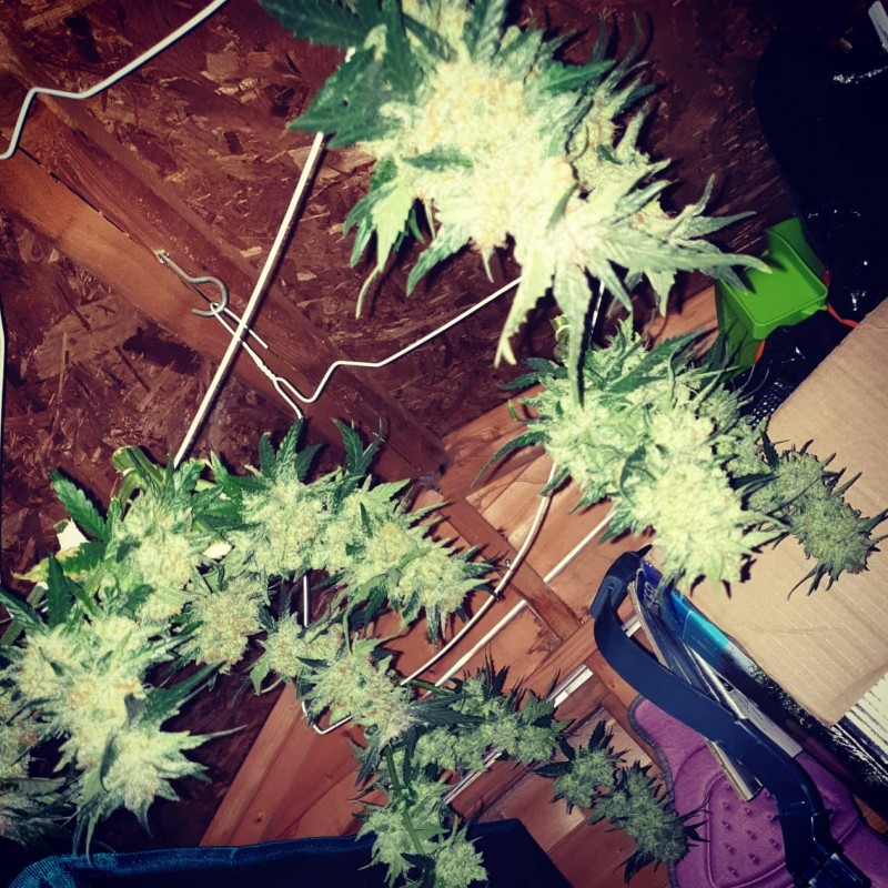 IMG_20200808_133535_976