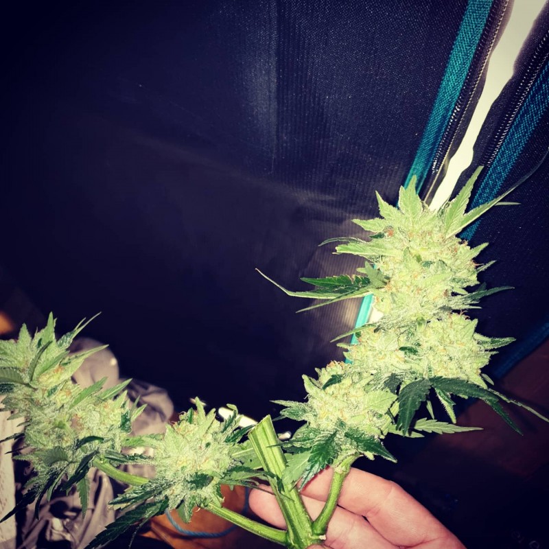 IMG_20200808_133535_986