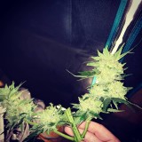 IMG_20200808_133535_986