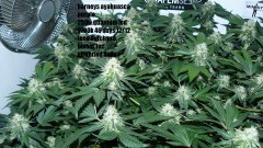 too damned hot!!!! 002