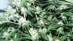 too damned hot!!!! 015