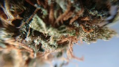 obscura1597238659224