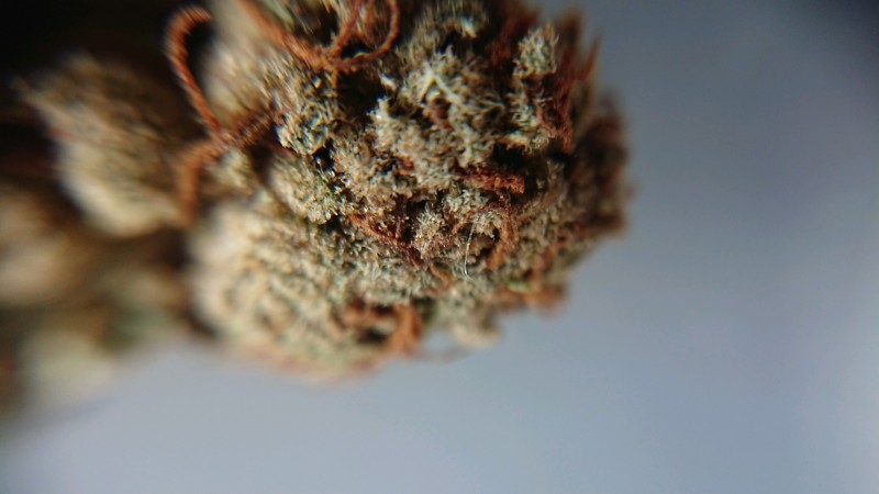 obscura1597238520031