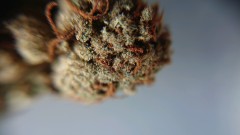 obscura1597238520031