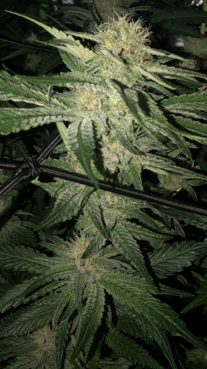 96AFF798-5B41-4599-92A9-DC9F85B88CBA