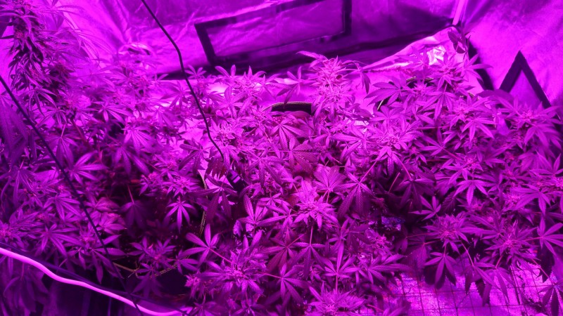 obscura1597328153194