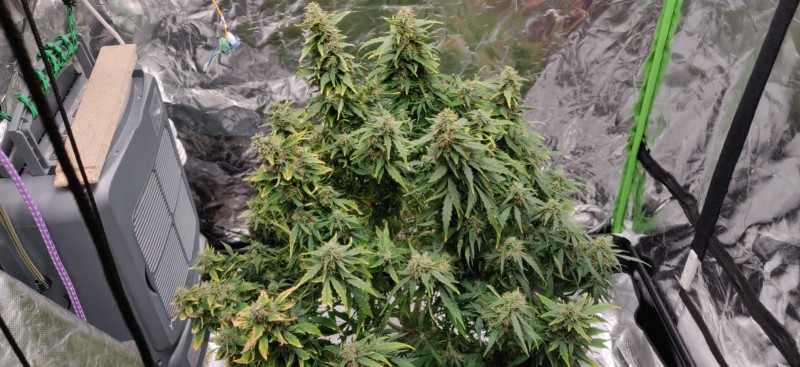 QueenSeedEasyBudAuto106DaysOldFlushing