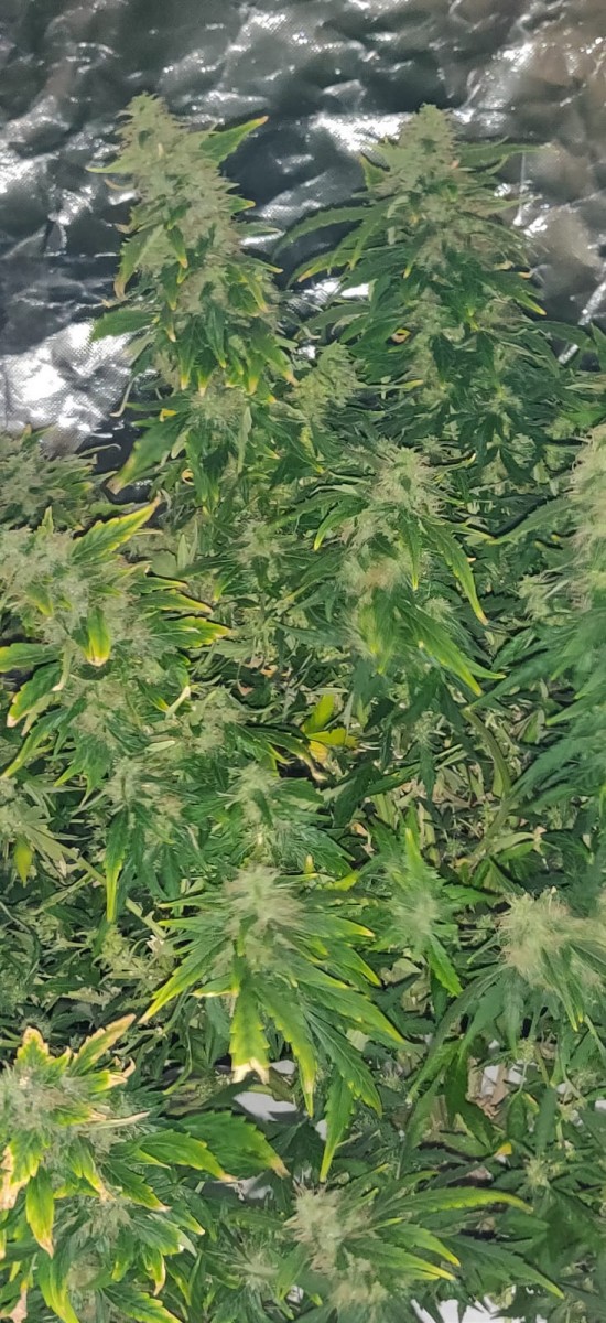 QueenSeedEasyBudAuto106DaysOldFlushingD