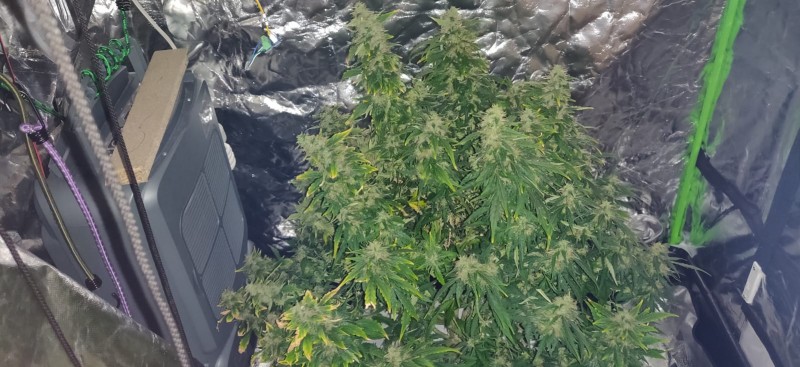 QueenSeedEasyBudAuto106DaysOldFlushingG