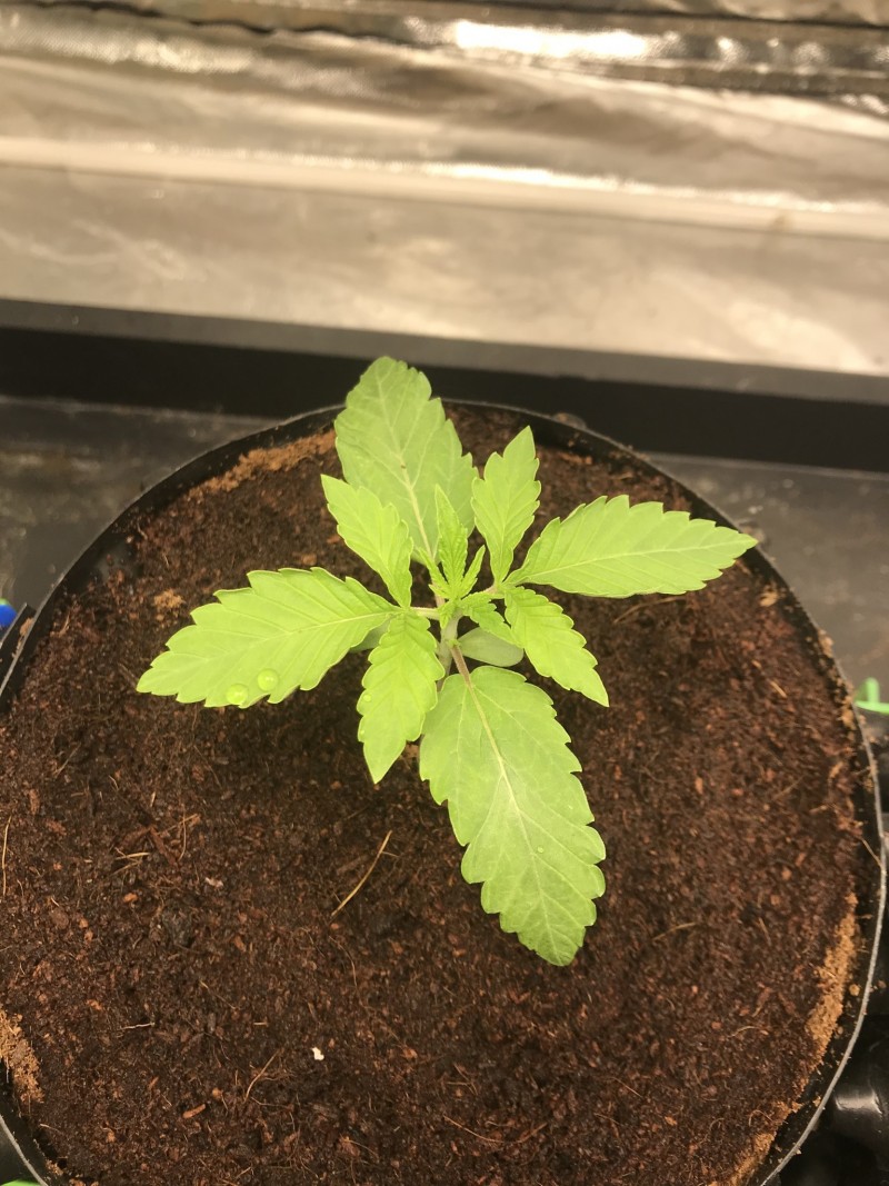 A32A1E1F-25EA-484A-BC27-410067E05C32