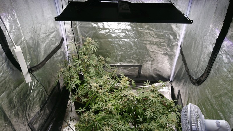 obscura1597758454216