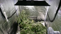 obscura1597758454216