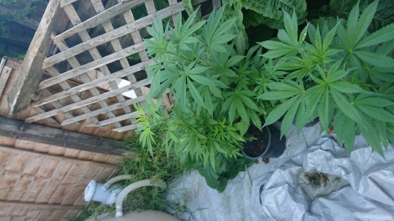 15977713737547571668832809585999