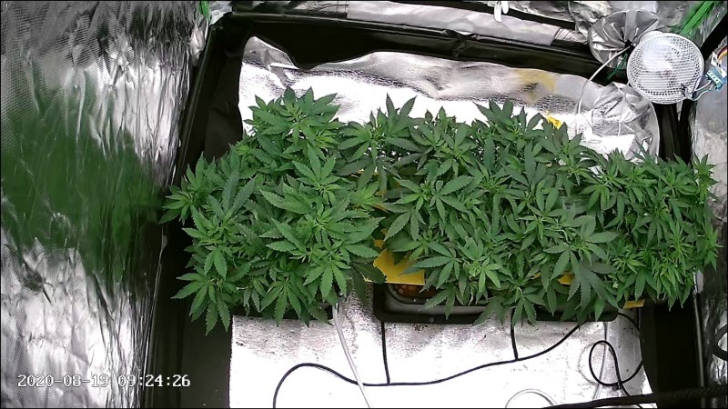 73DaysOld-WMWC-AutoPot-System-Active