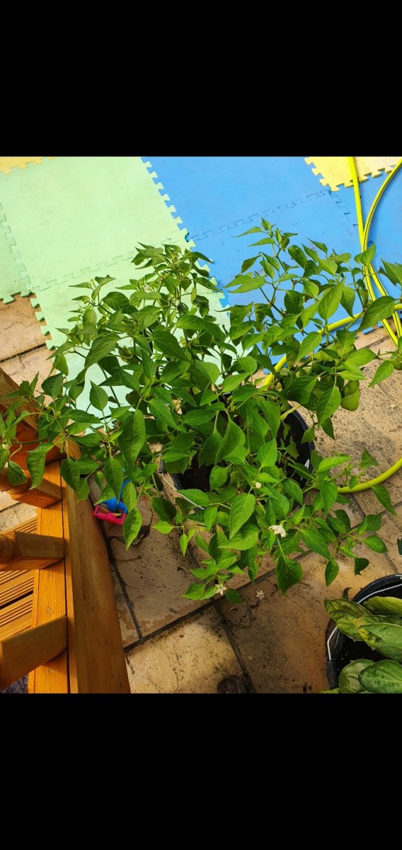 Screenshot_20200820-094510_Gallery