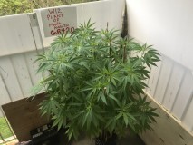 7221A9A2-CC77-41B8-B3C2-F7FDB38EF9AC