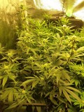 Bodhi Black TK 22days