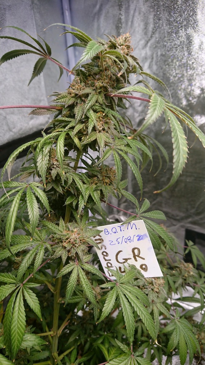 obscura1598365703392