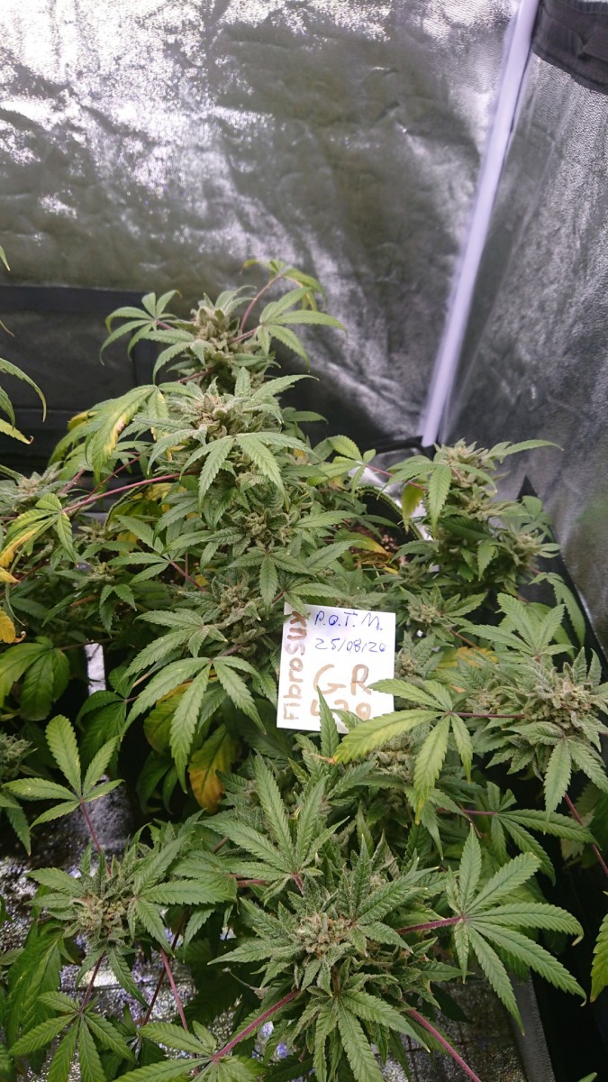 obscura1598365967546