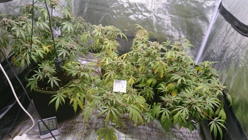 obscura1598365823864