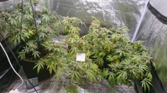 obscura1598365823864