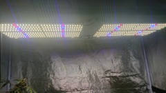 obscura1598369576129