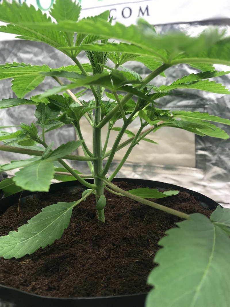 FCCD038B-54BE-402A-BC48-1E2AFE781819