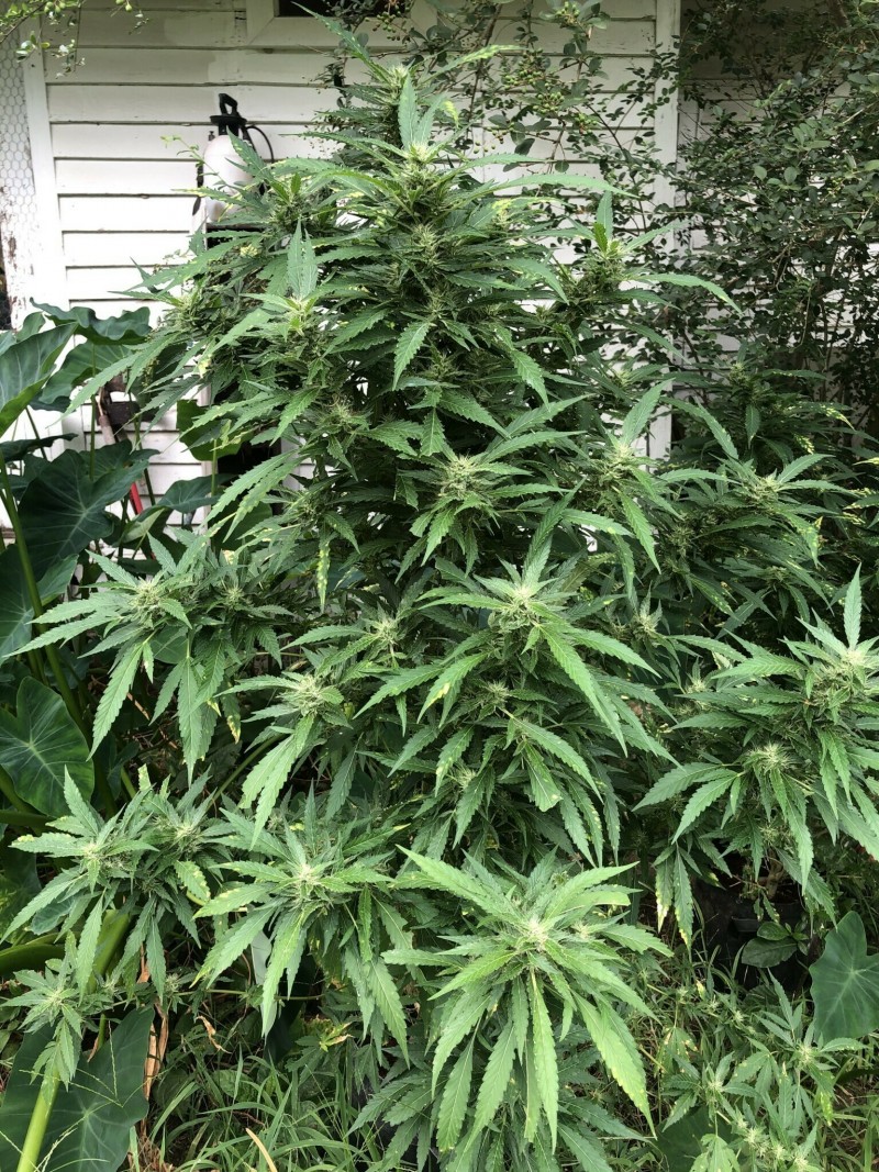 FF9B5CD7-4FD0-40B1-A8E2-FFE32A5A0248