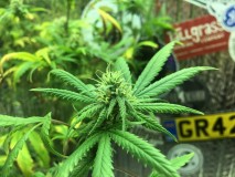 D528C7A1-6912-48BE-BA2B-DD0CA8BB03C0