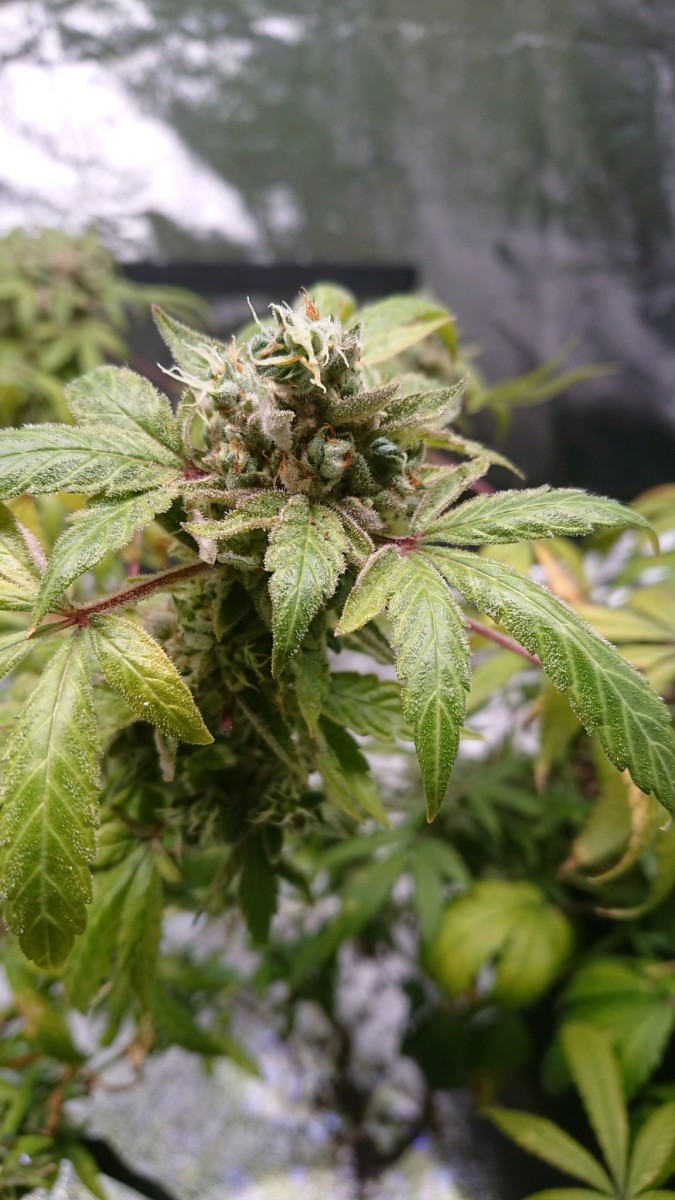 obscura1598893359664