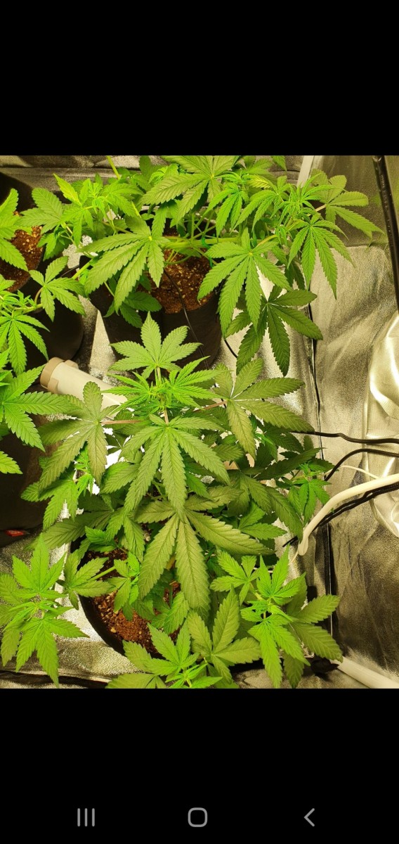 Screenshot_20200901-205206_Gallery