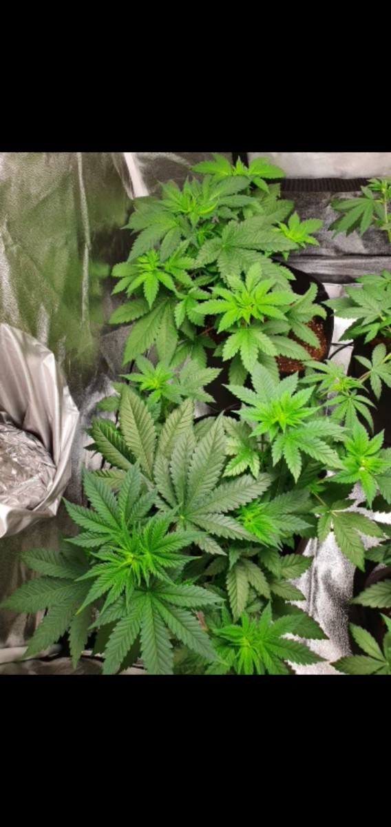 Screenshot_20200901-205202_Gallery