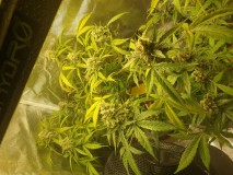 15992396655647887659895227868566