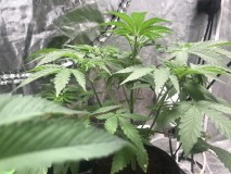 F2D1F5C5-3B13-4069-9DCF-DE38D536AD39