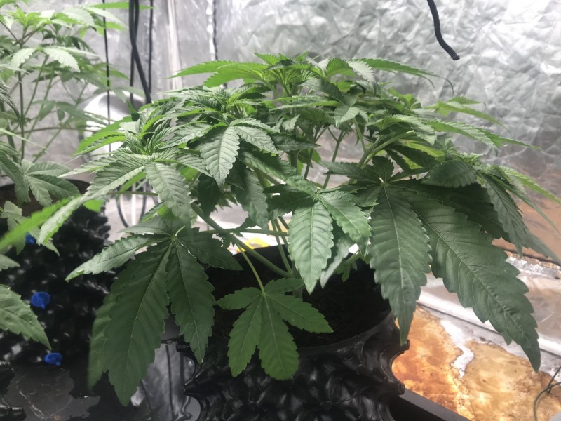 77F81184-9D0A-42B3-B3D5-CA9344481288