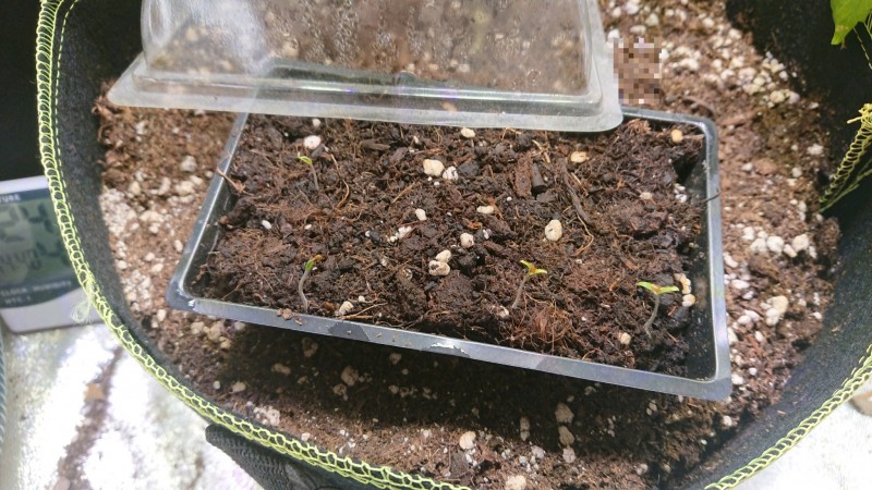 obscura1599313334959