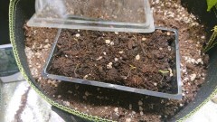 obscura1599313334959