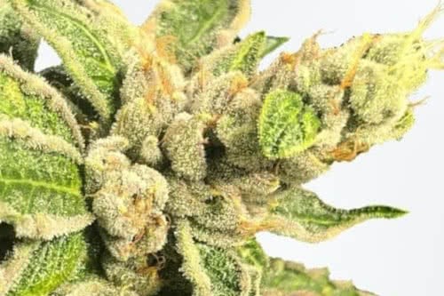 mamacitas-cookies-marijuana-strain-new-fem-seeds-1