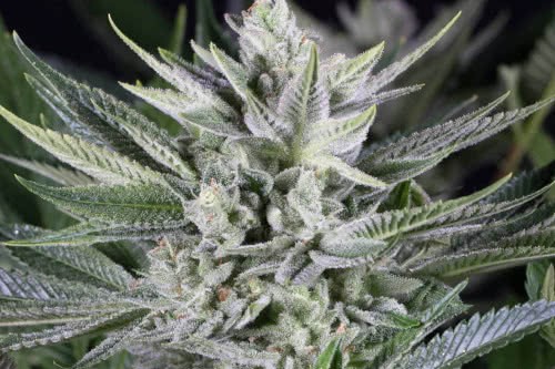 quick-gorilla-glue-fem-seeds-1