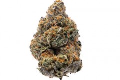 the-new-feminized-seeds-hso-new-strain-1