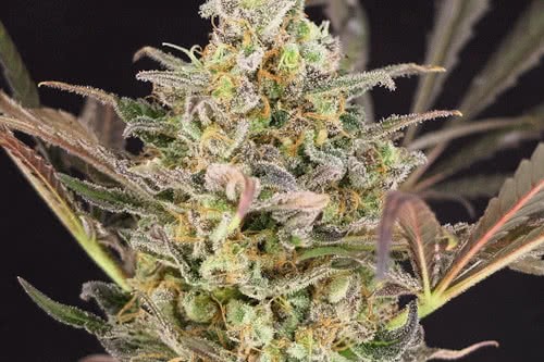 wedding-flowers-fem-new-marijuana-strain-seeds-1