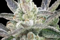 rare-hindu-feminized-seeds-new-rare-dankness-1