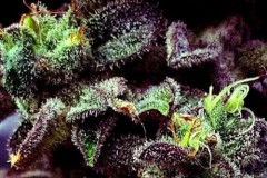 strawberry-cane-new-fruity-weed-strain-1