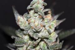 Gods-Lemon-Skunk-Seeds-Jordan-of-the-Islands-2